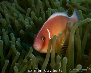 Pink Anemonefish

My first time diving in another sea t... by Ellen Cuylaerts 